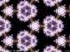 fractal_156