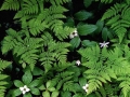 realfern