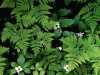 realfern
