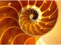 fractal_118