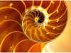 fractal_118