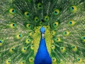 fractal_124