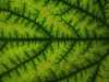 fractal_130