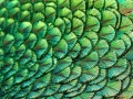 fractal_136