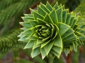 fractal_138