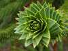 fractal_138