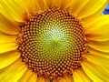 fractal_148