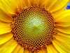 fractal_148