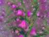 attractor-036