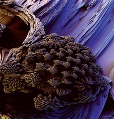 fractal 146